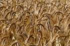 A field of ripening wheat-Triticum species Sault-Provence-France Art Print